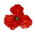 Poppy